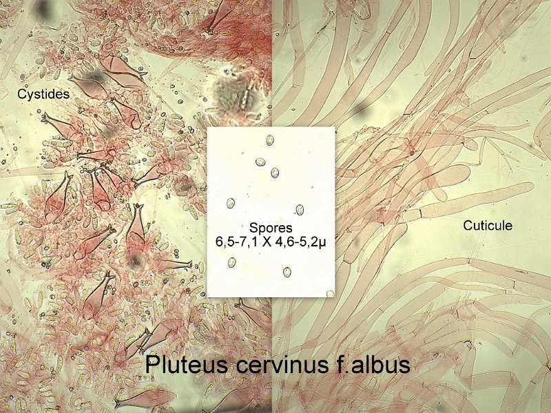Pluteus cervinus f.albus-amf195-micro.jpg - Pluteus cervinus f.albus ; Nom français: Plutée couleur de cerf, forme blanche